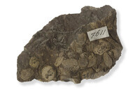 F 07611
<br/>
<br/>
<em></em>